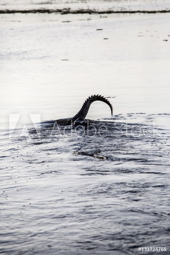 Bild på Yellow Water Billabong Crocodile Tail Australia